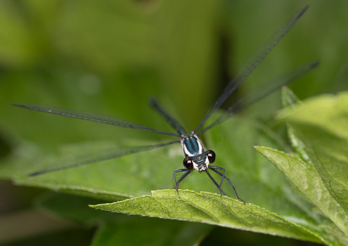 Black-Mouthed Common Flatwing Damselfly