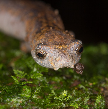 Ridge-Headed Salamander